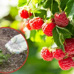 Jakie nawozy stosować pod maliny, aby uzyskać zdrowe i obfite plony?