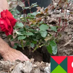 Sadzenie czerwonej róży. Właściwa ziemia do róż zapewni jej bujne kwitnienie.