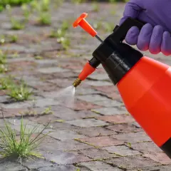 Ręka w fioletowej rękawicy trzyma opryskiwacz, który rozpyla płyn na chwasty rosnące między cegłami.