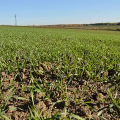 Młode źdźbła zbóż na polu, wschodząca uprawa, która wkrótce stanie się pięknym, zielonym dywanem.