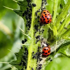 Dwie biedronki na kolczystej łodydze, wśród roju mszyc. Naturalni sprzymierzeńcy w walce z mszycami, pokazujący domowe sposoby na szkodniki.