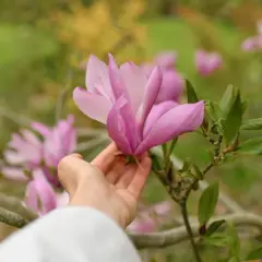 Delikatna dłoń dotyka różowej magnolii, która kwitnie wiosną. W tle inne kwiaty i zielona ziemia.