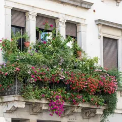 Balkon pełen kwitnących, zwisających kwiatów w odcieniach różu, czerwieni i fioletu.