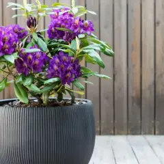 Piękny rododendron w donicy, z fioletowymi kwiatami, ozdabia taras.