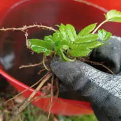 Ręka w rękawicy trzyma świeżo wyrwany podagrycznik z korzeniami. W tle czerwone wiadro z wodą, być może do przygotowania gnojówki z podagrycznika.