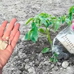 Jak zrobić nawóz z drożdży do pomidorów i uzyskać obfite plony