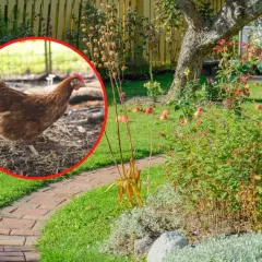 Jak często podlewać nawozem kurzym, aby uniknąć uszkodzeń roślin?