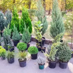 Wybór iglaków na balkon: różne odmiany drzewek iglastych w doniczkach, idealne do stworzenia zielonej oazy.