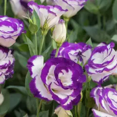 Urocza eustoma w doniczce, z fioletowo-białymi płatkami, tworzy piękny bukiet.