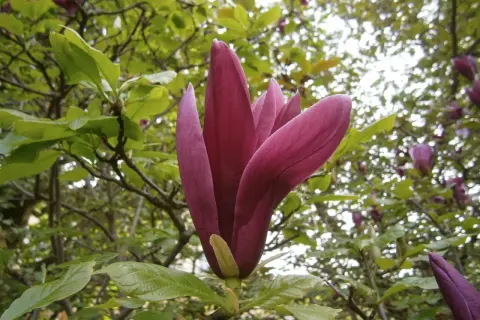 Magnolia nigra w pełnym rozkwicie, jej ciemnoróżowe płatki otwierają się ku słońcu.