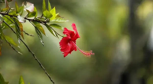 Czerwony kwiat hibiskus w doniczce, z długim słupkiem i listkami, na rozmyty zielony tle.