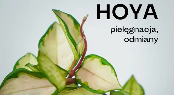 Piękne liście hoya, poznaj jej odmiany i sekrety pielęgnacji.