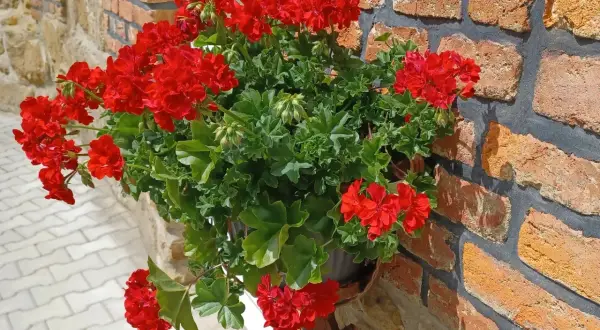 Jak siać pelargonie - proste kroki, by uniknąć niepowodzeń w uprawie