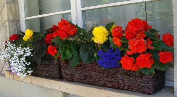 Kolorowe begonie na balkon: czerwone, żółte i białe kwiaty w wiklinowych skrzynkach tworzą radosną kompozycję.