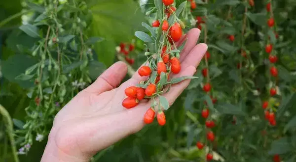 Jak sadzić jagody goji - proste kroki do udanej uprawy