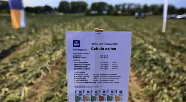 Jaki nawóz pod cebulę dymkę, aby uniknąć błędów w uprawie?