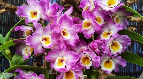 Kwiaty Dendrobium nobile w pełnym rozkwicie, piękny przykład uprawy w domu.