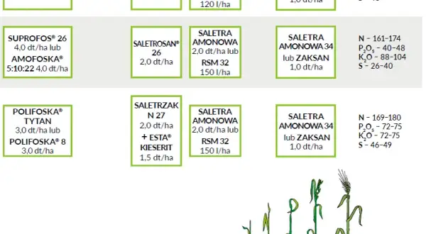 Jaki nawóz pod żyto na wiosnę? Kluczowe informacje o nawożeniu