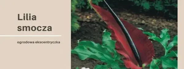 Kiedy sadzić smoczą lilię, aby uniknąć nieudanych prób?