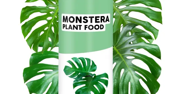 Jaki nawóz do monstery zapewni jej zdrowy wzrost i piękny wygląd?