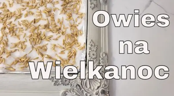 Jak skutecznie siać owies wielkanocny i uniknąć najczęstszych błędów