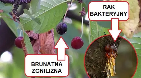 Kiedy opryskiwać czereśnie? Kluczowe terminy i skuteczne preparaty