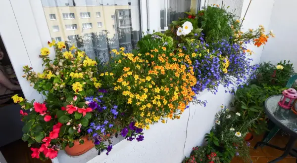 Kolorowe kwiaty na balkon wschodni: żółte, pomarańczowe, czerwone i niebieskie tworzą barwną kompozycję.