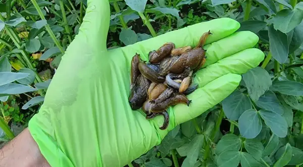 Ręka w zielonej rękawiczce trzyma garść ślimaków, które padły po zastosowaniu fosforanu żelaza na ślimaki.