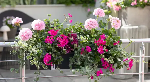 Balkon ozdobiony różowymi i fuksjowymi pelargoniami, tworzącymi bujne kompozycje. Idealne kwiaty na balkon, które zachwycają kolorem.
