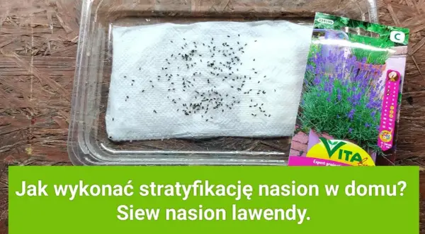 Lawenda kiedy siać - najlepsze terminy siewu i pielęgnacji nasion