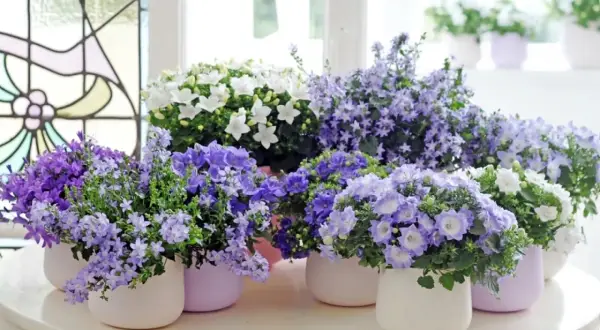 Urocza kompozycja wielu kwitnących campanula w doniczkach, w odcieniach fioletu i bieli, na jasnym stole.