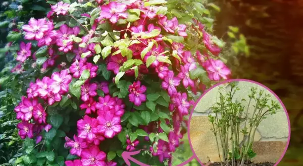 Piękny powoj w donicy, kwitnący na różowo. W małym kółku widać młode pędy, które zapowiadają przyszły clematis uprawa w donicy.