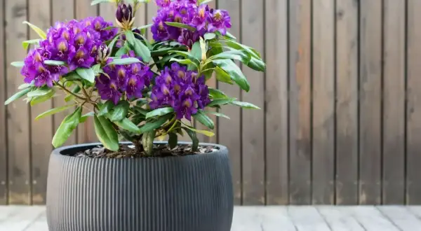 Piękny rododendron w donicy, z fioletowymi kwiatami, ozdabia taras.
