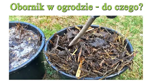 Nawóz owczy do czego? Zastosowanie i korzyści dla Twojego ogrodu