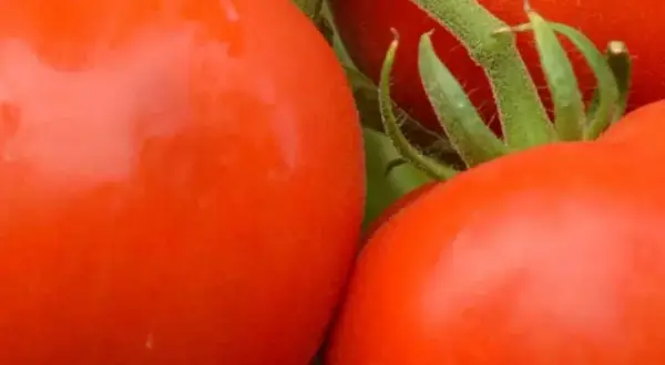 Co ile sadzić pomidory, aby uniknąć błędów w uprawie?