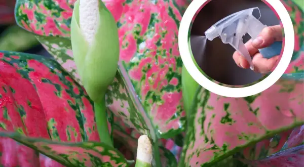 Aglaonema kwiat z pąkiem, w tle ręka z atomizerem spryskująca roślinę.