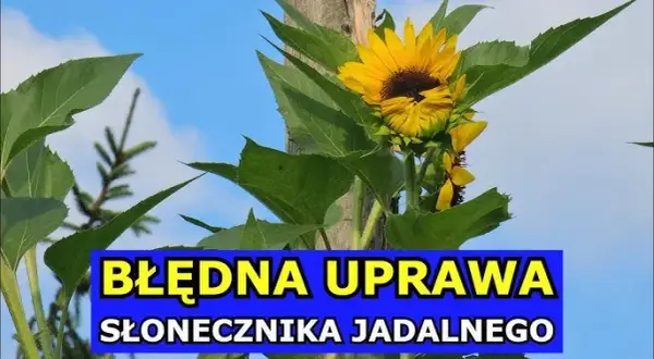 Kiedy siać słonecznik jadalny, aby uniknąć niepowodzeń w uprawie?