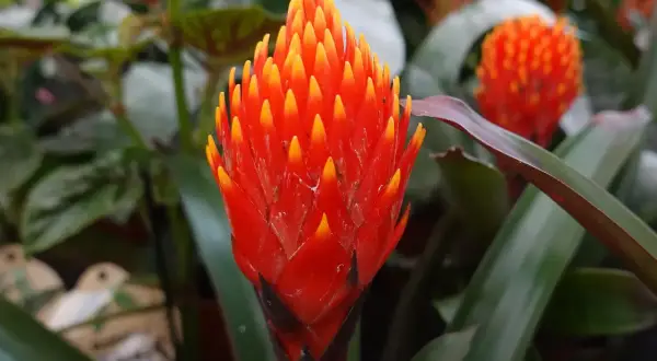 Jasna, ognista guzmania. Jak dbać o tę tropikalną piękność? Wymaga jasnego światła i wilgotnego podłoża.