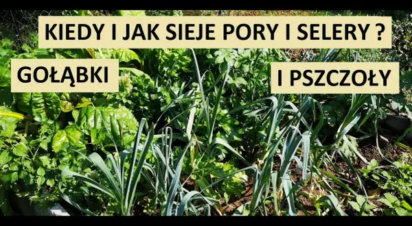 Kiedy siać por i seler, aby uniknąć błędów w uprawie?