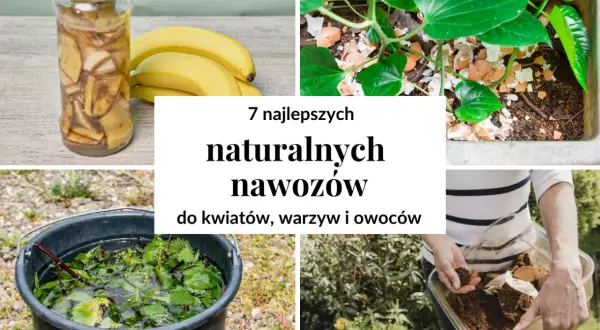 Jak zrobić nawóz naturalny? Praktyczne przepisy na ekologiczne nawozy do roślin