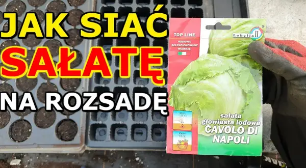 Jak siać sałatę na rozsadę, aby uniknąć najczęstszych błędów