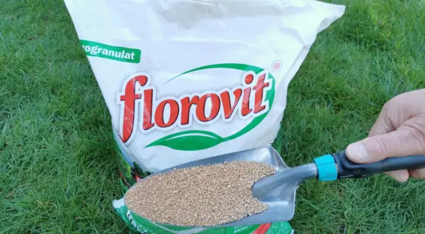 Jaki nawóz do roślin zielonych, aby uniknąć błędów w pielęgnacji?