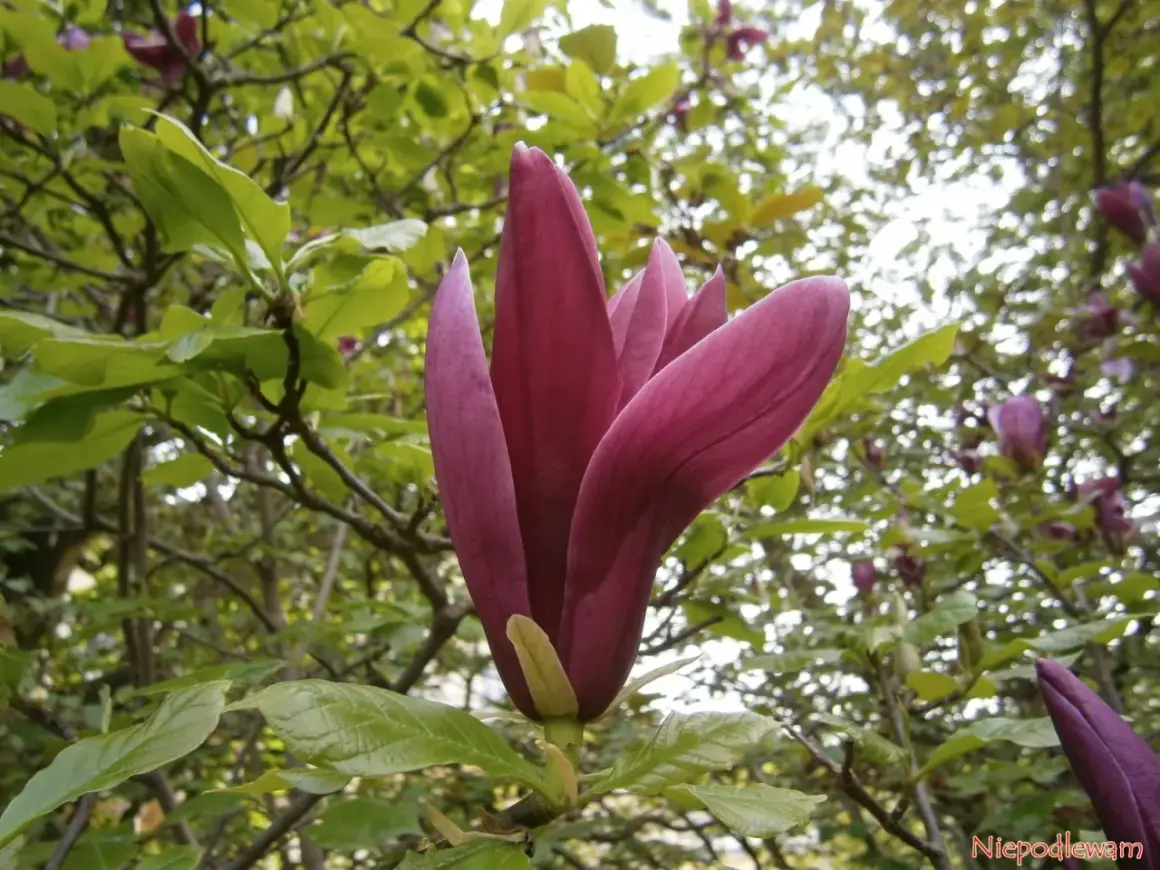Magnolia nigra w pełnym rozkwicie, jej ciemnoróżowe płatki otwierają się ku słońcu.
