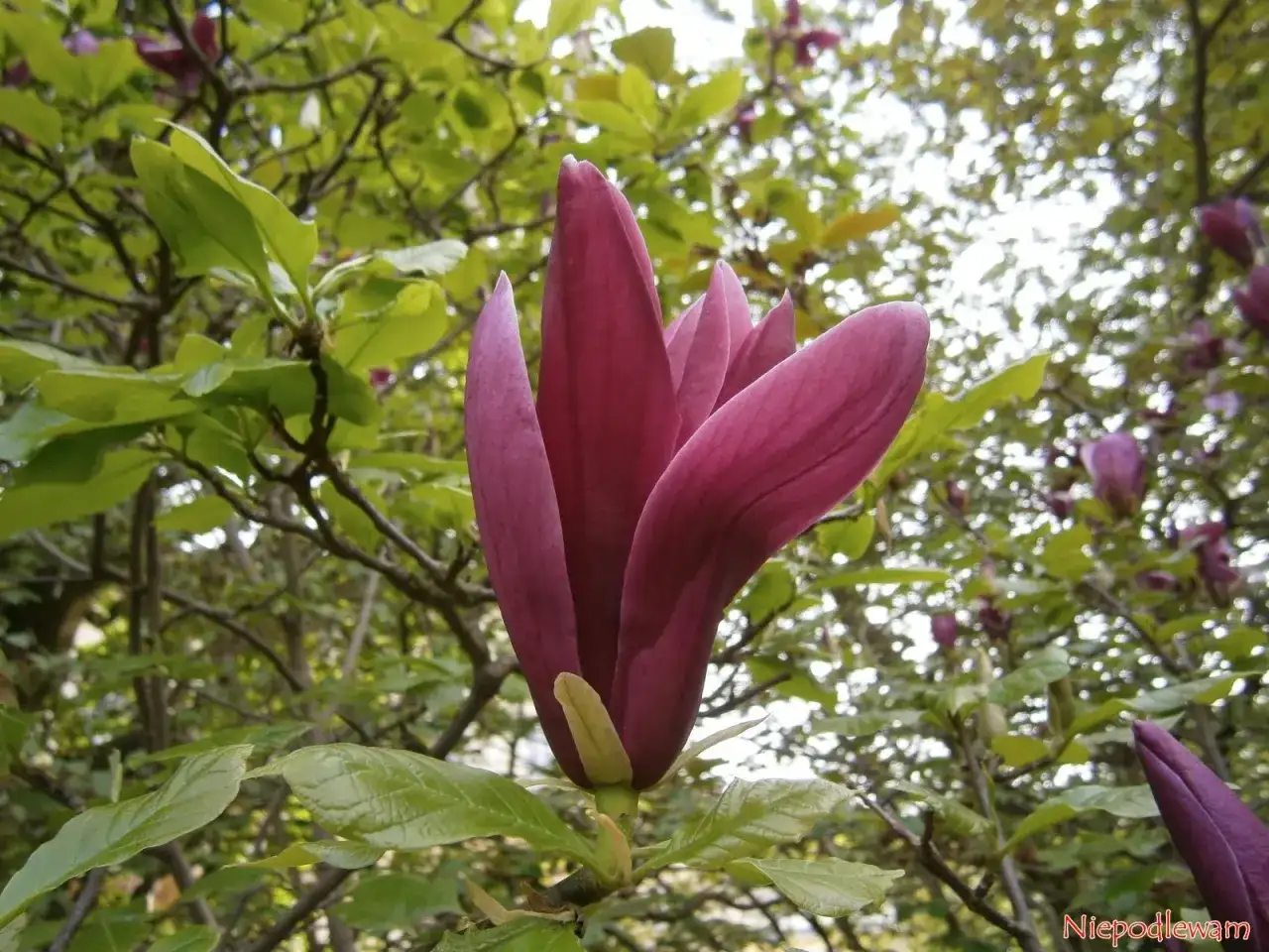 Magnolia Nigra - jak sadzić i chronić ciemne kwiaty?