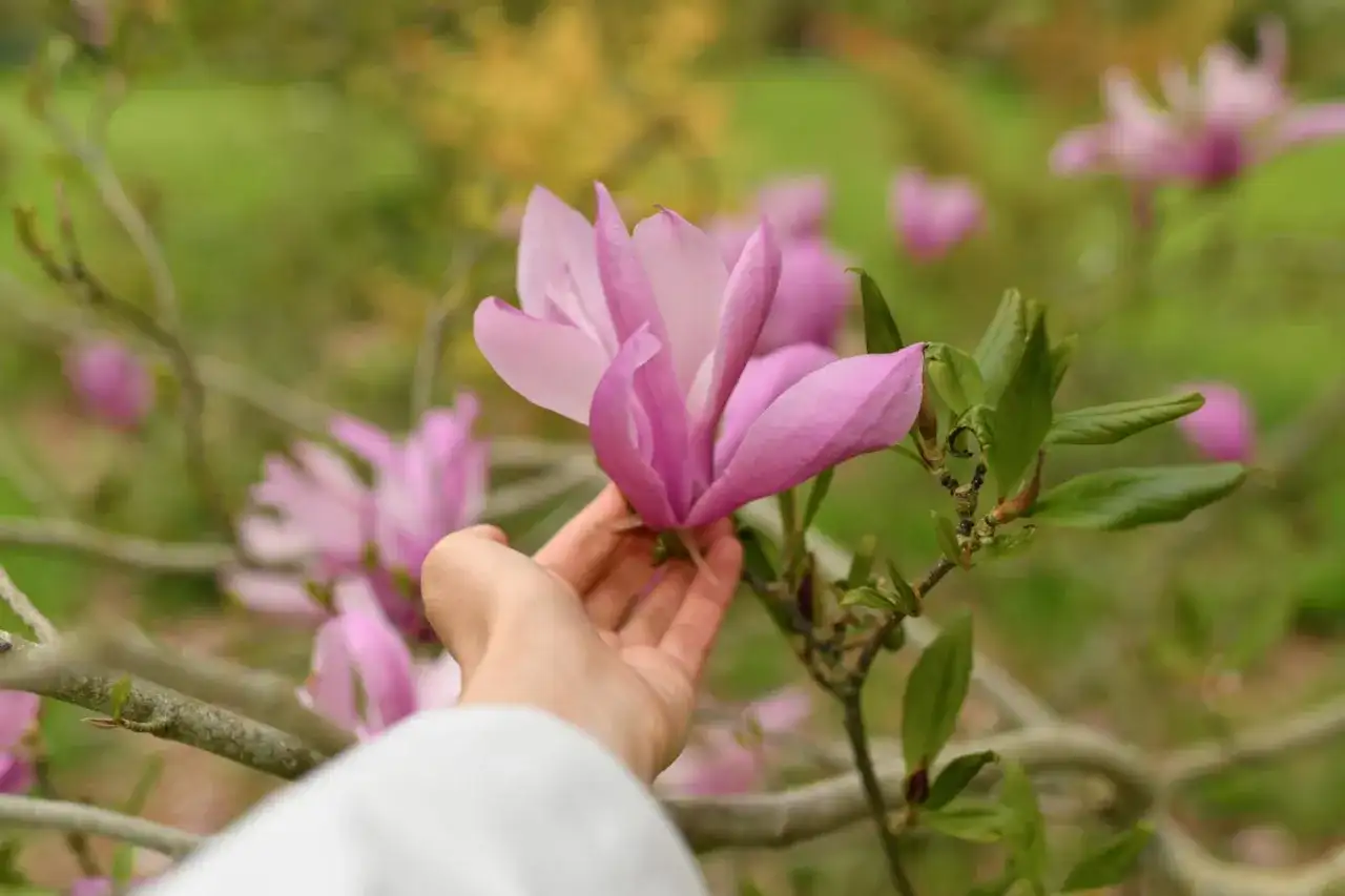 Jaka ziemia do magnolii? Przygotuj podłoże bez błędów