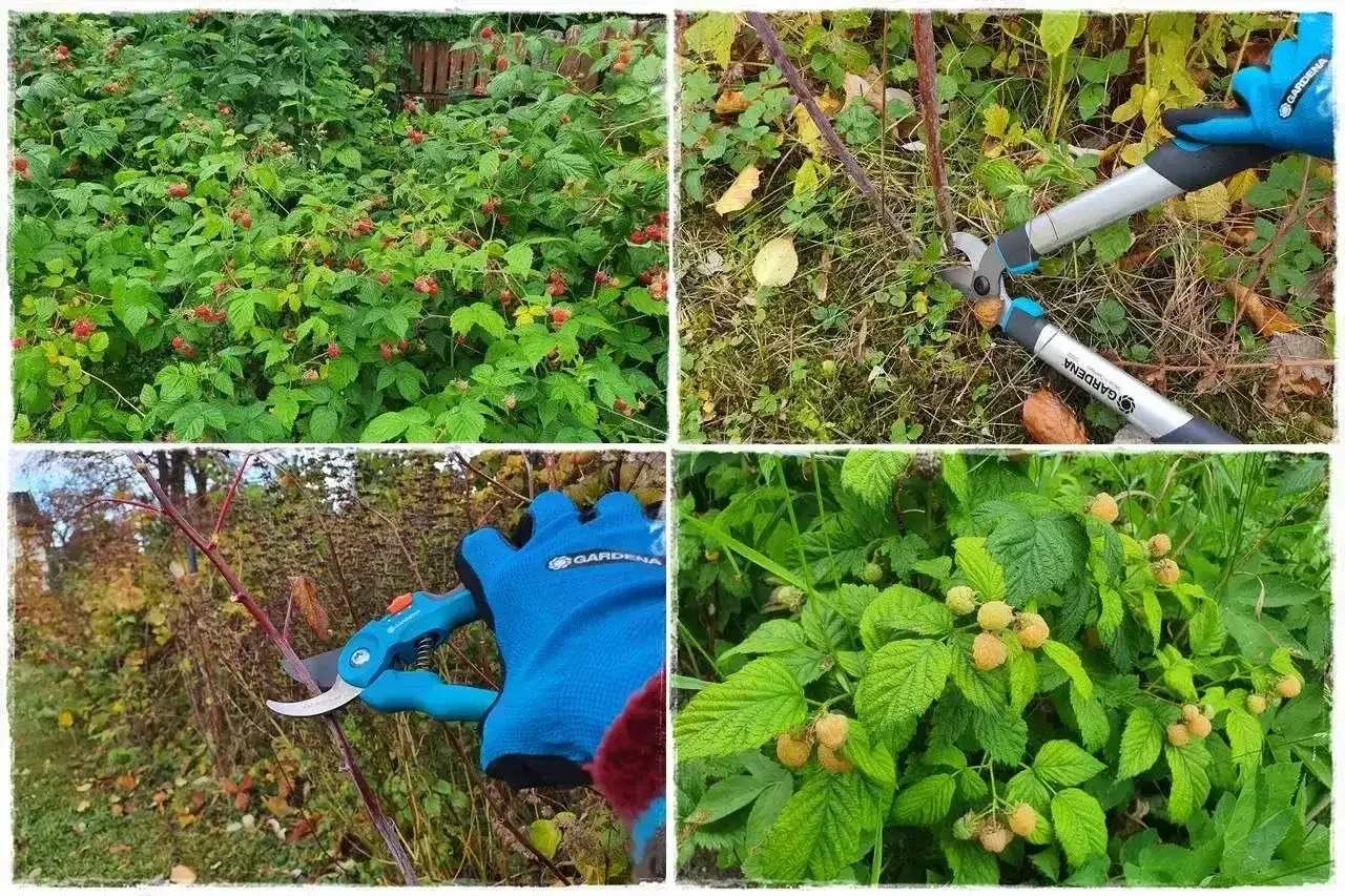 Uprawa malin w ogrodzie - odmiany, cięcie i podlewanie