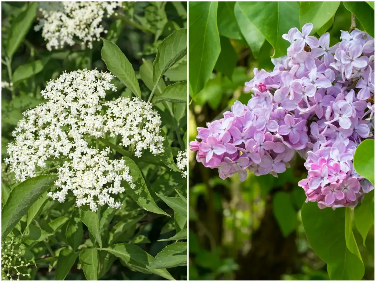 Czarny bez czy lilak? Różnice, sadzenie i pielęgnacja