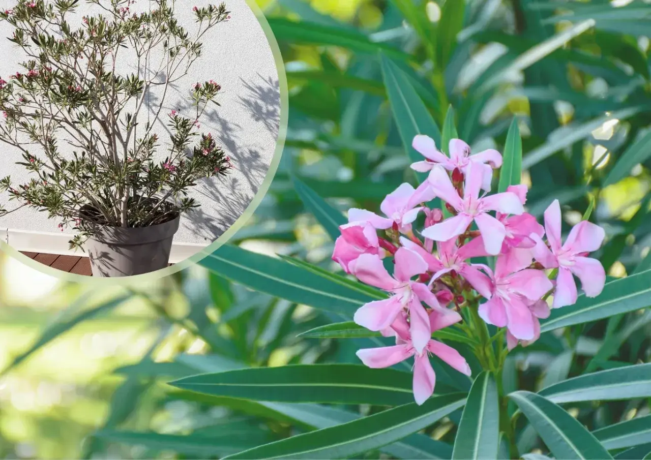Piękny oleander w donicy, z bliska widać delikatne różowe kwiaty i długie zielone liście.