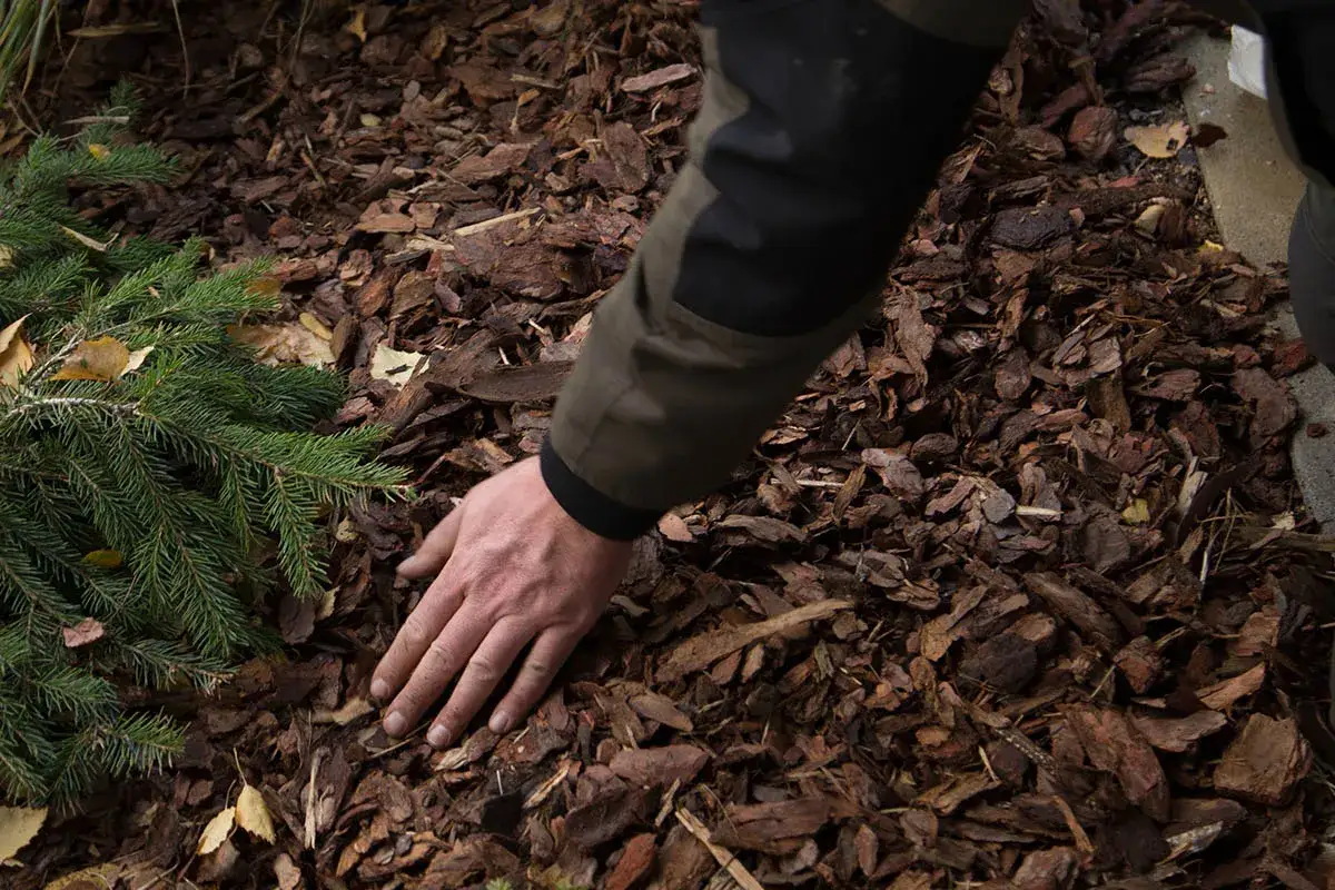 Dłoń sprawdza wilgotność kory pod tujami, która idealnie nadaje się do ściółkowania.