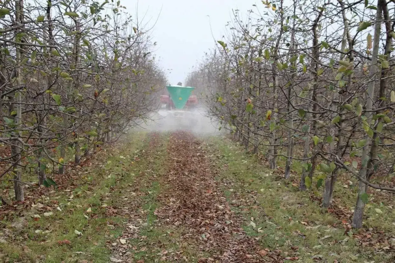 Traktor z zielonym rozsiewaczem nawozi sad. W powietrzu unosi się pył wapnowit, a między drzewami leżą opadłe liście.
